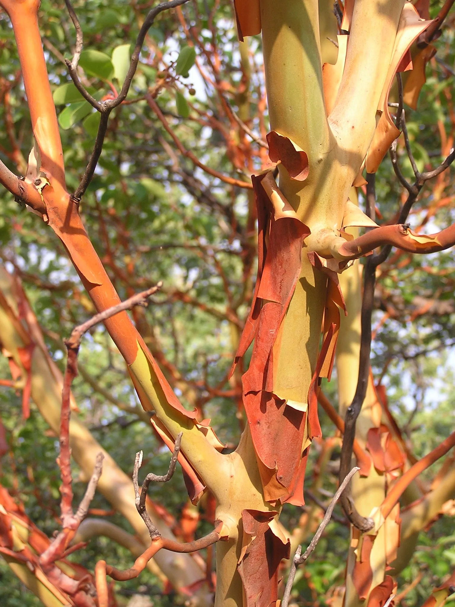 Strawberry tree