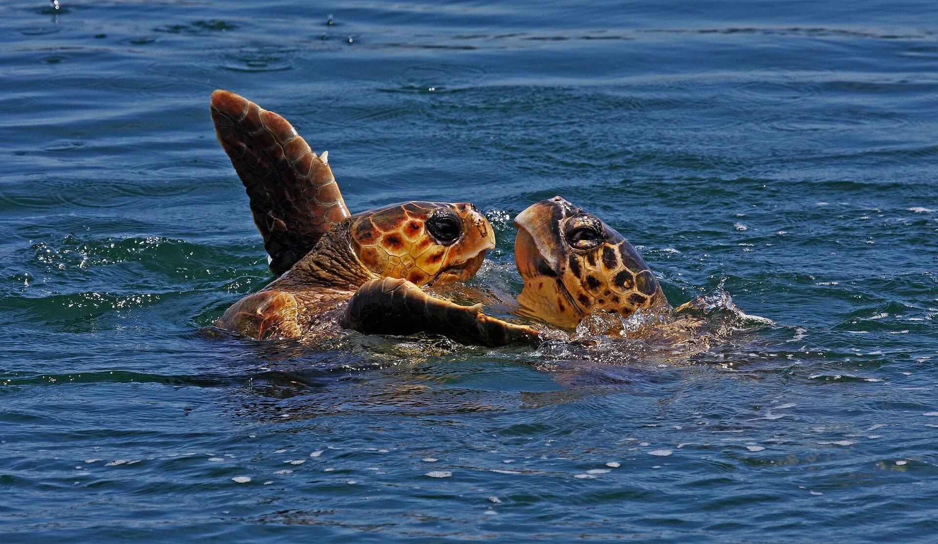 Loggerhead turtle