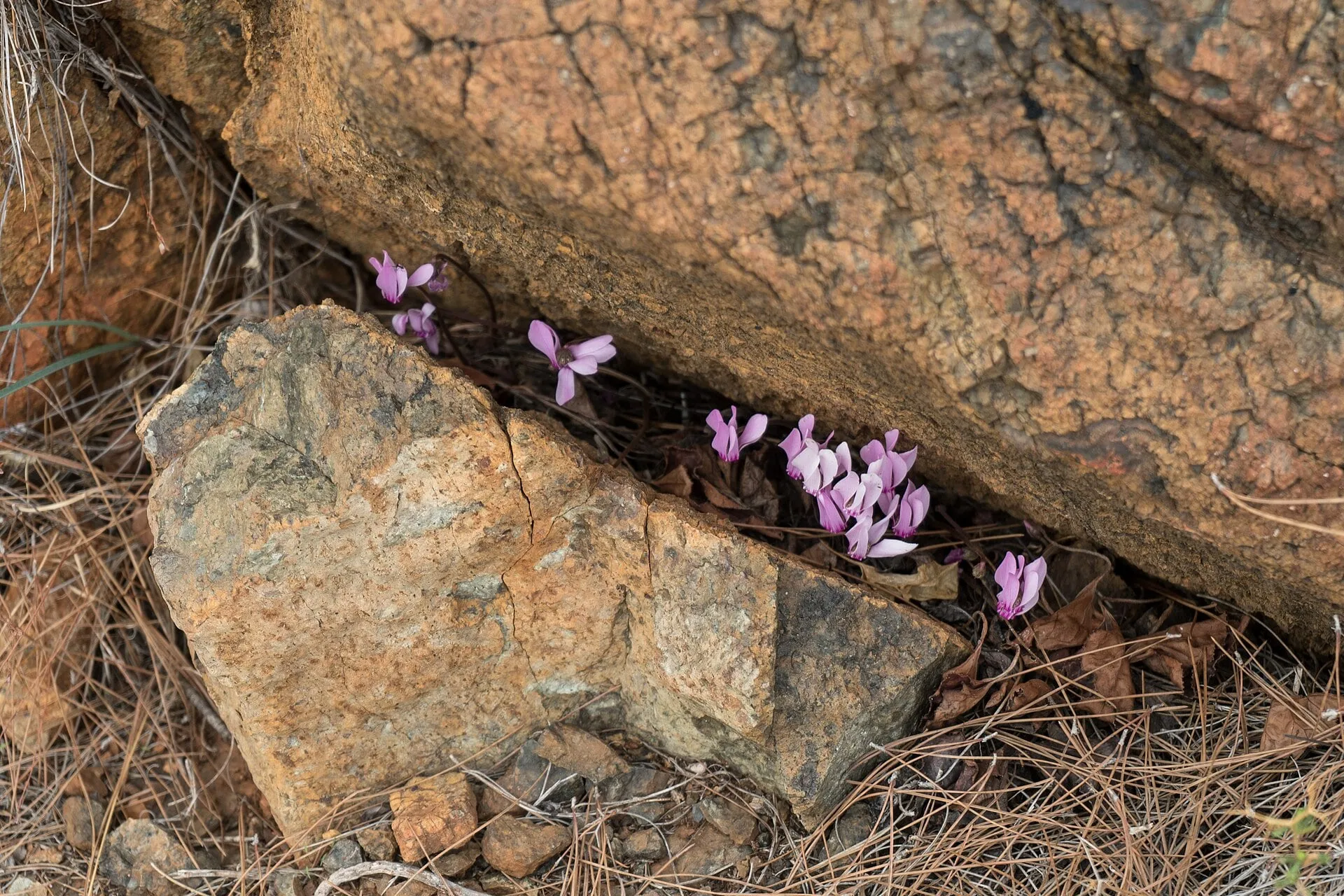 Cyclamen