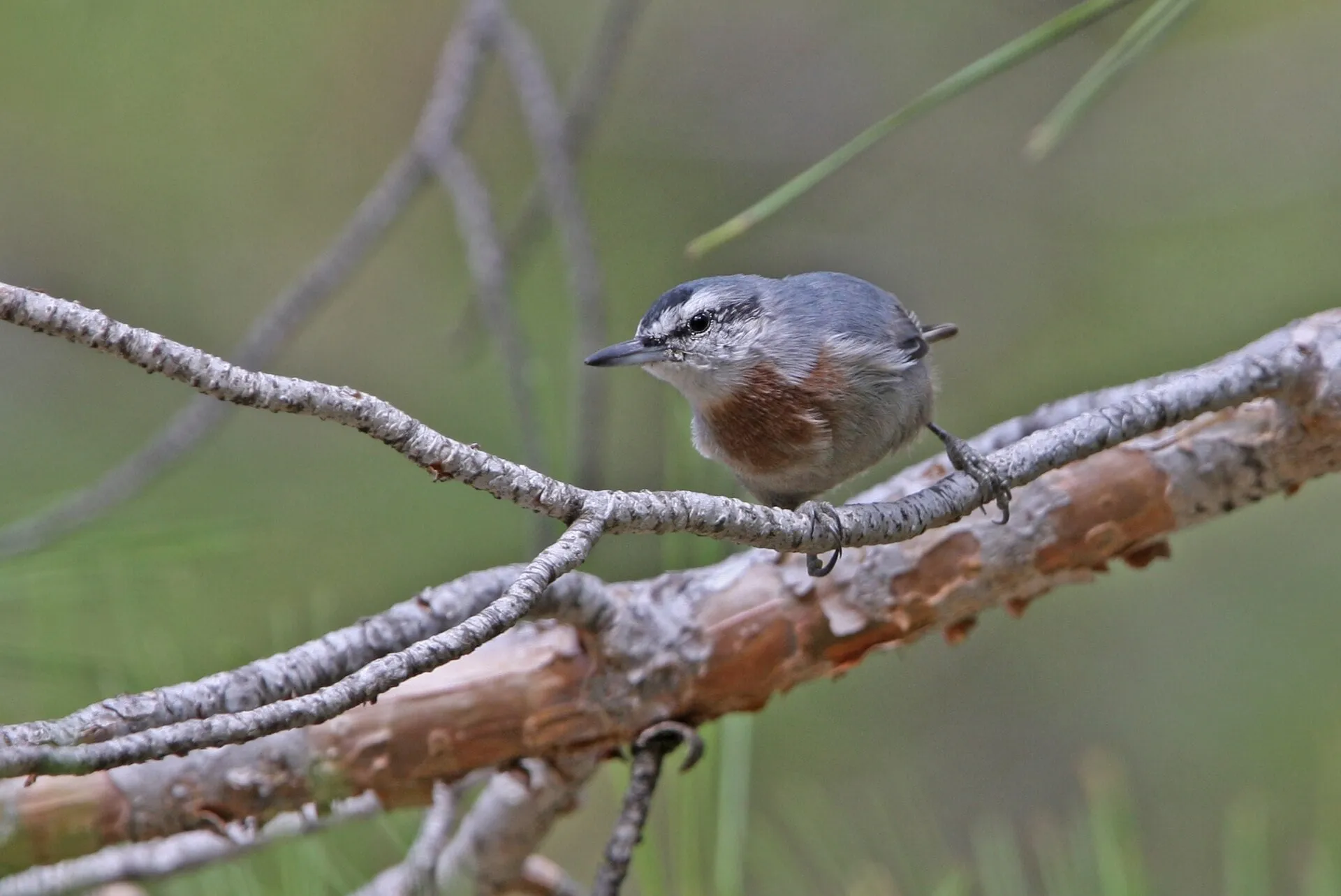 Krüper’s nuthatch