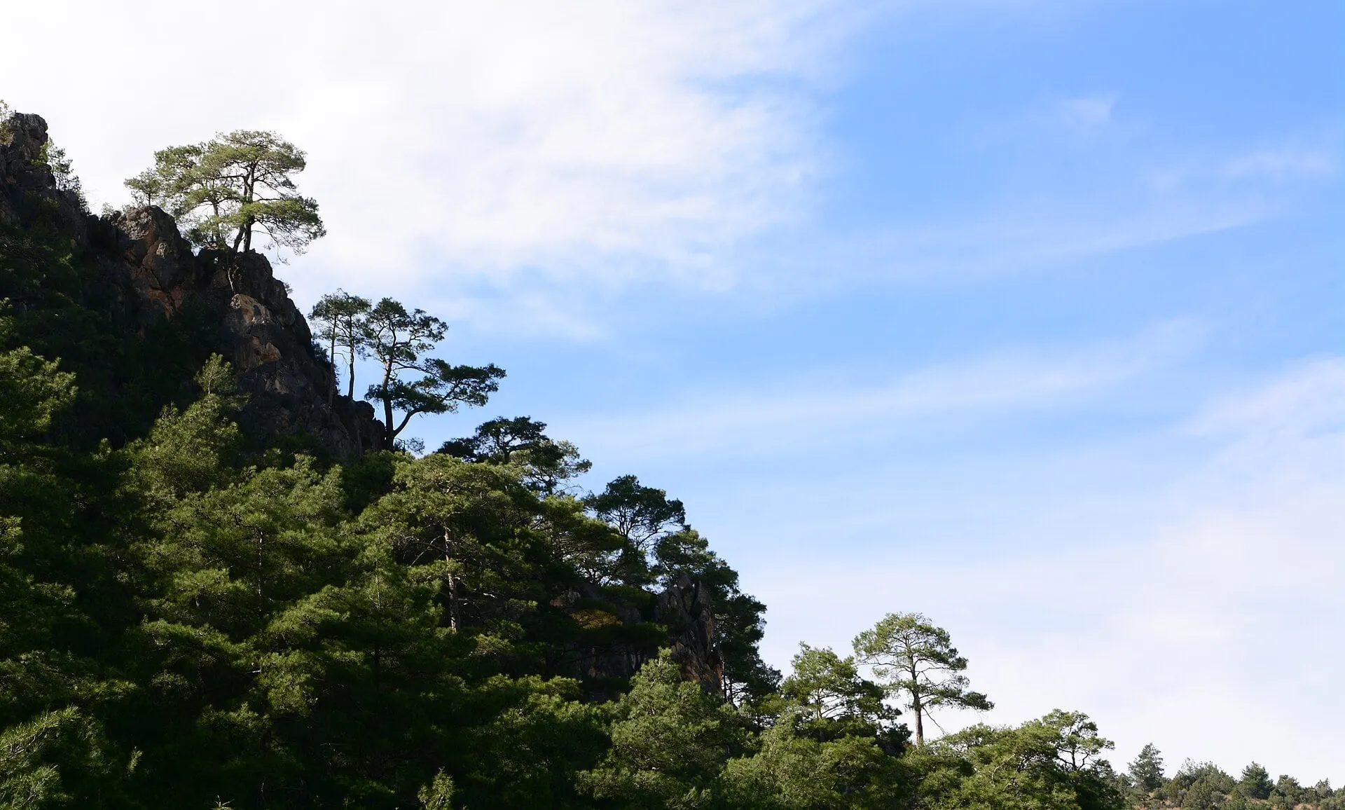 Turkish pine