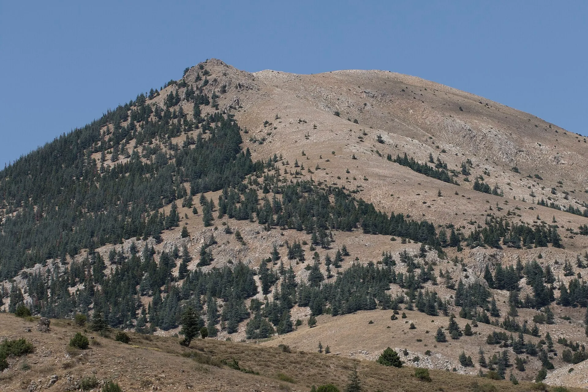 Taurus cedar