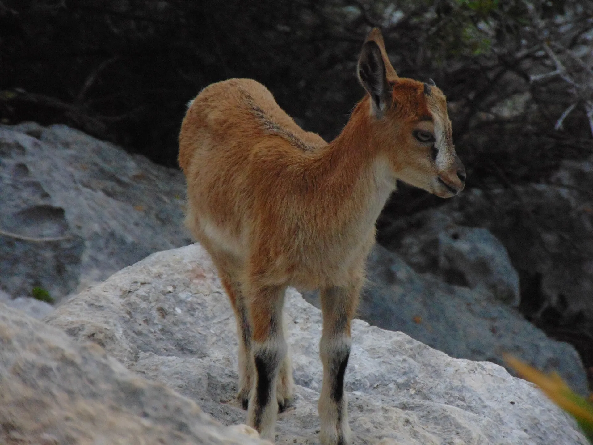 Wild goat