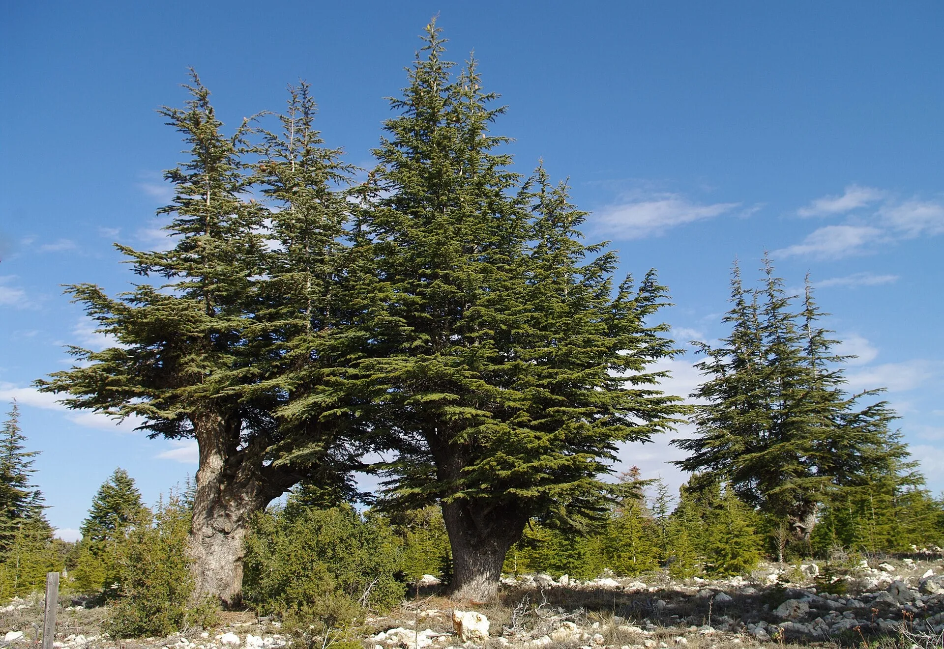 Cedar & fir