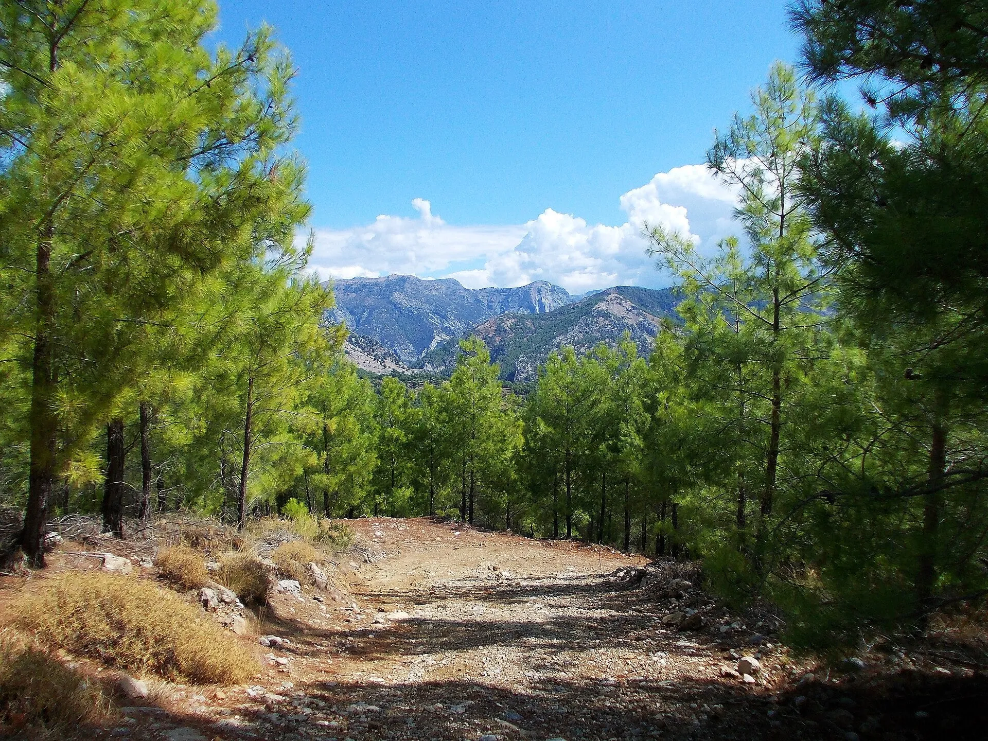 Turkish pine forest